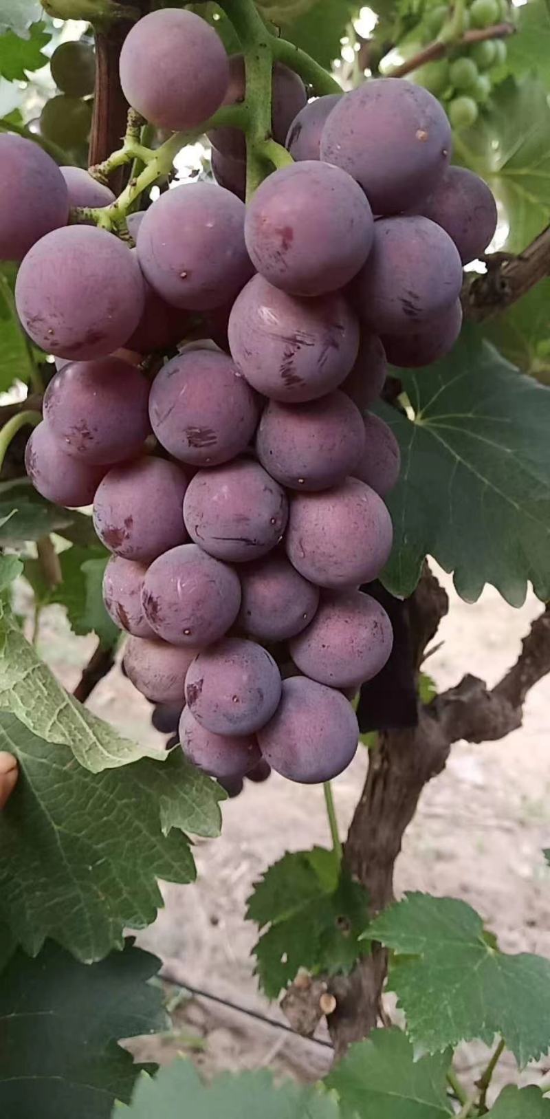 精品巨峰葡萄