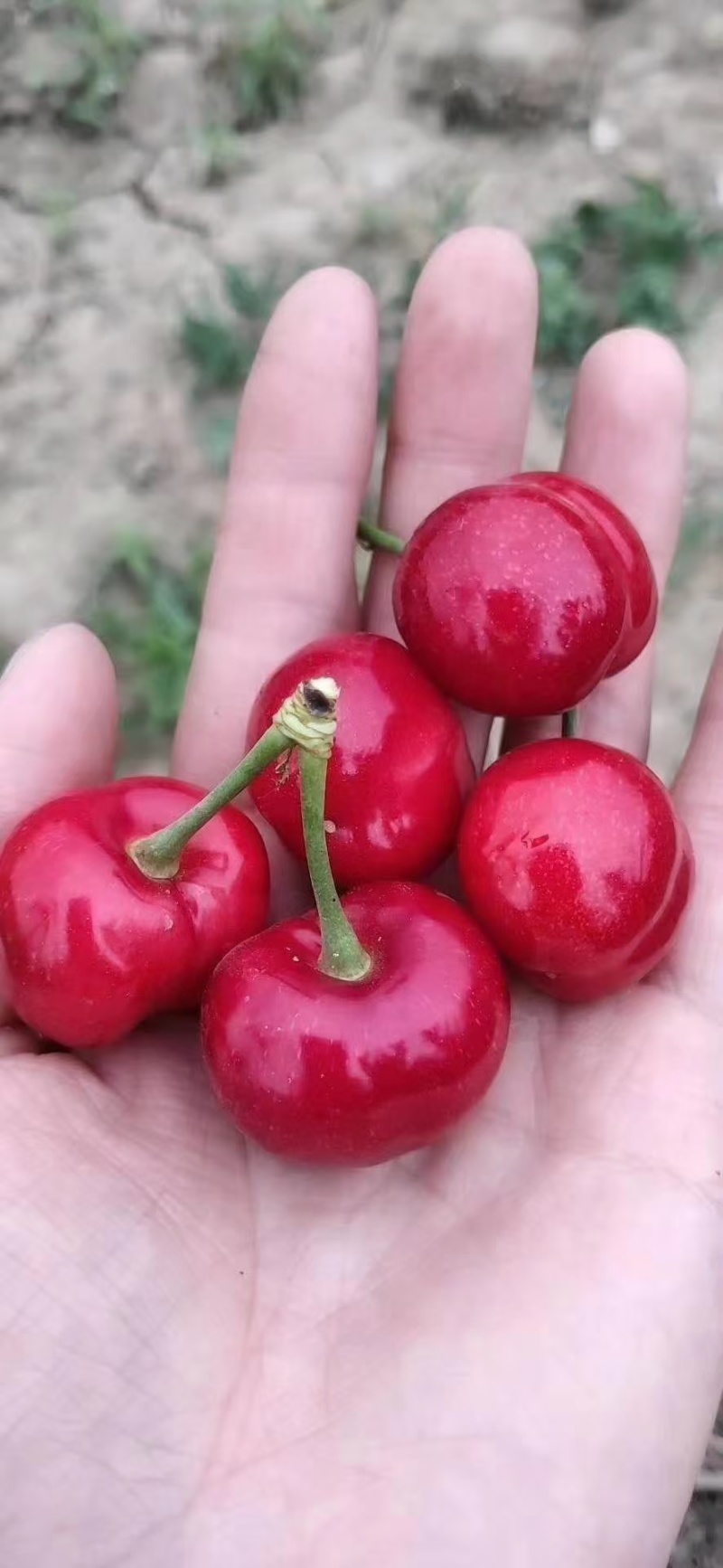 樱桃