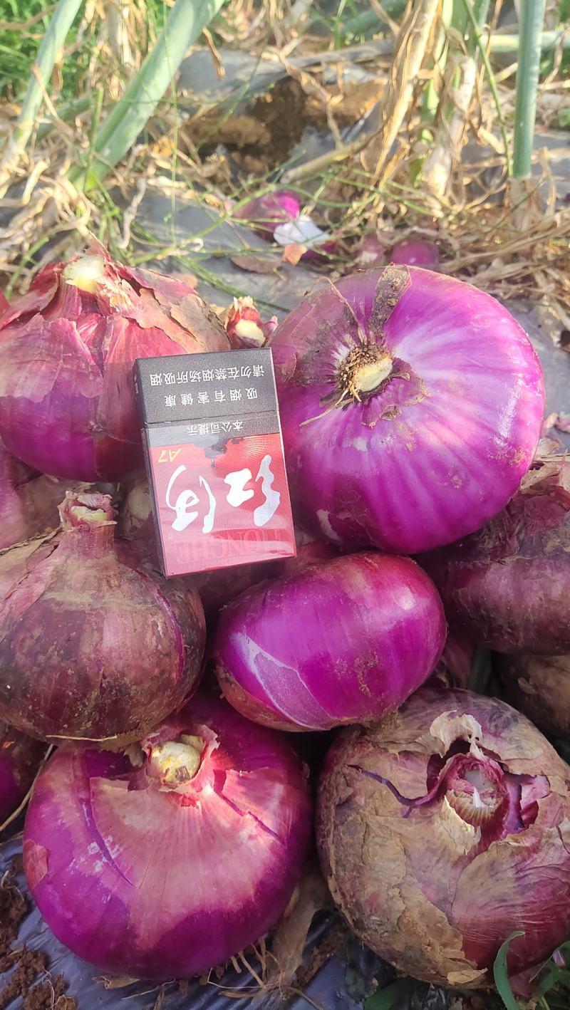建水县红皮洋葱大量有货，果大肉厚，成熟度好。