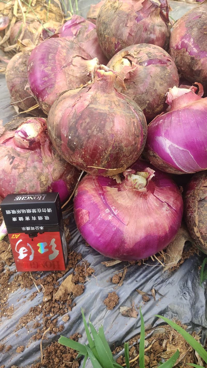 建水县红皮洋葱大量有货，果大肉厚，成熟度好。