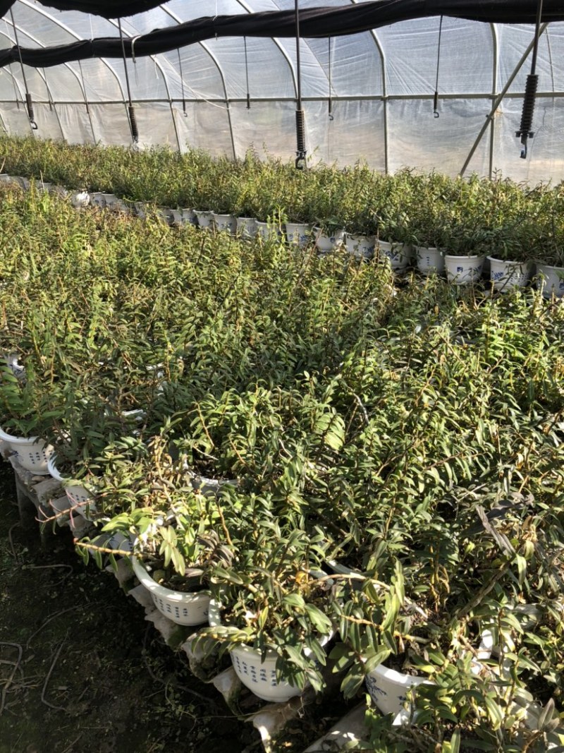 铁皮石斛盆栽原盆发货