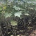 木芙蓉🌺木芙蓉🌺自销自销客户至上↑↑↑↑↑