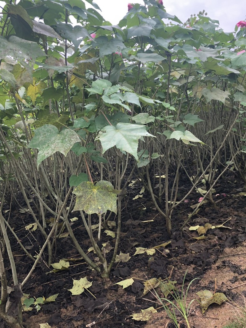 木芙蓉🌺木芙蓉🌺自销自销客户至上↑↑↑↑↑