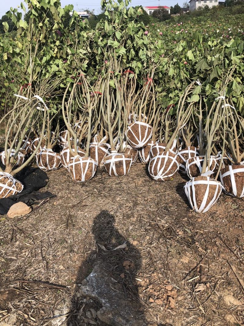 木芙蓉🌺木芙蓉🌺自销自销客户至上↑↑↑↑↑