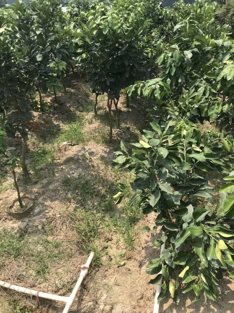 泰国红宝石青柚青皮红肉脆甜爽口包邮