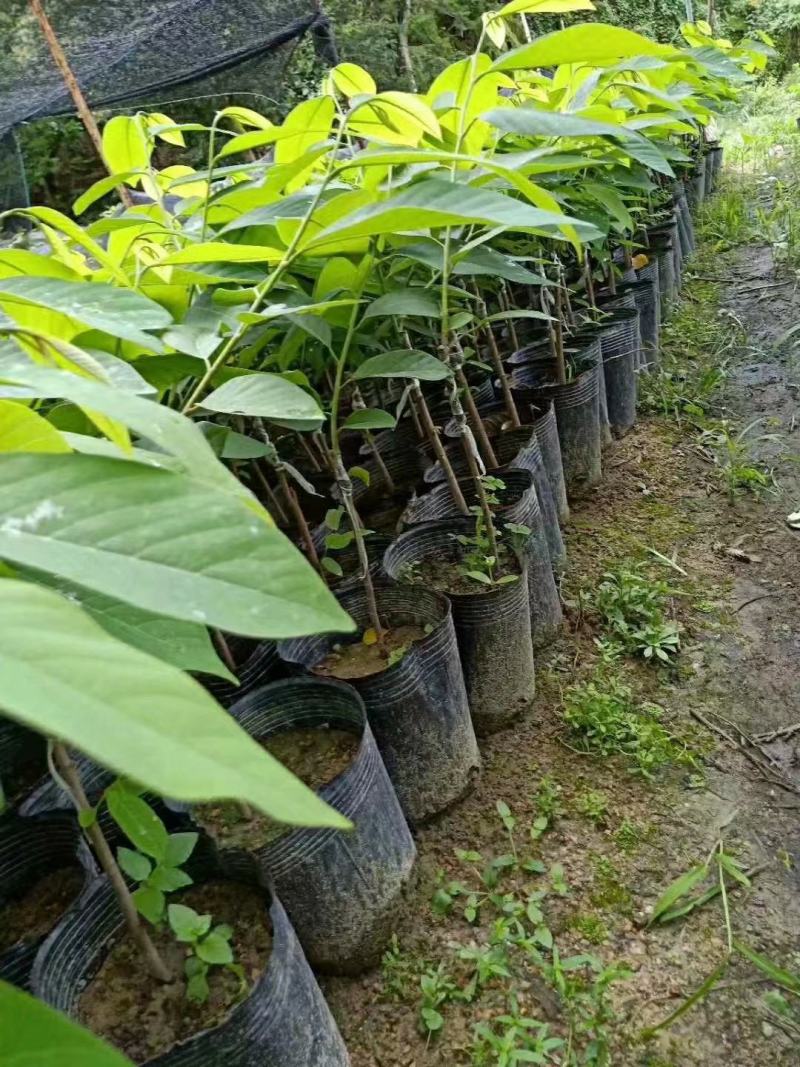 泰国紫色释迦果苗新品红皮释迦果苗紫皮白肉包邮