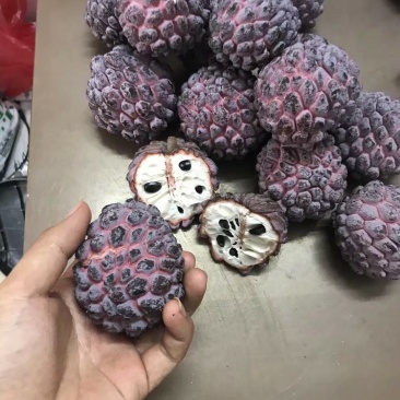 泰国紫色释迦果苗新品红皮释迦果苗紫皮白肉包邮