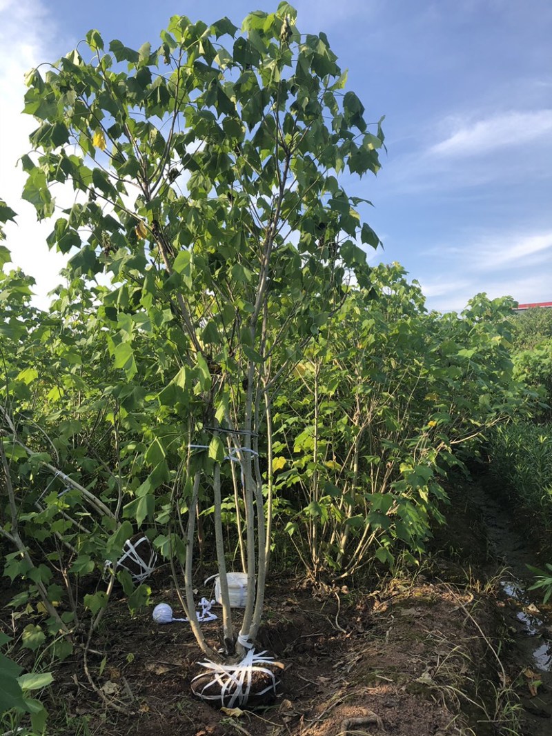 木芙蓉🌺木芙蓉🌺自销自销客户至上↑↑↑↑↑
