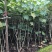 木芙蓉🌺木芙蓉🌺自销自销客户至上↑↑↑↑↑
