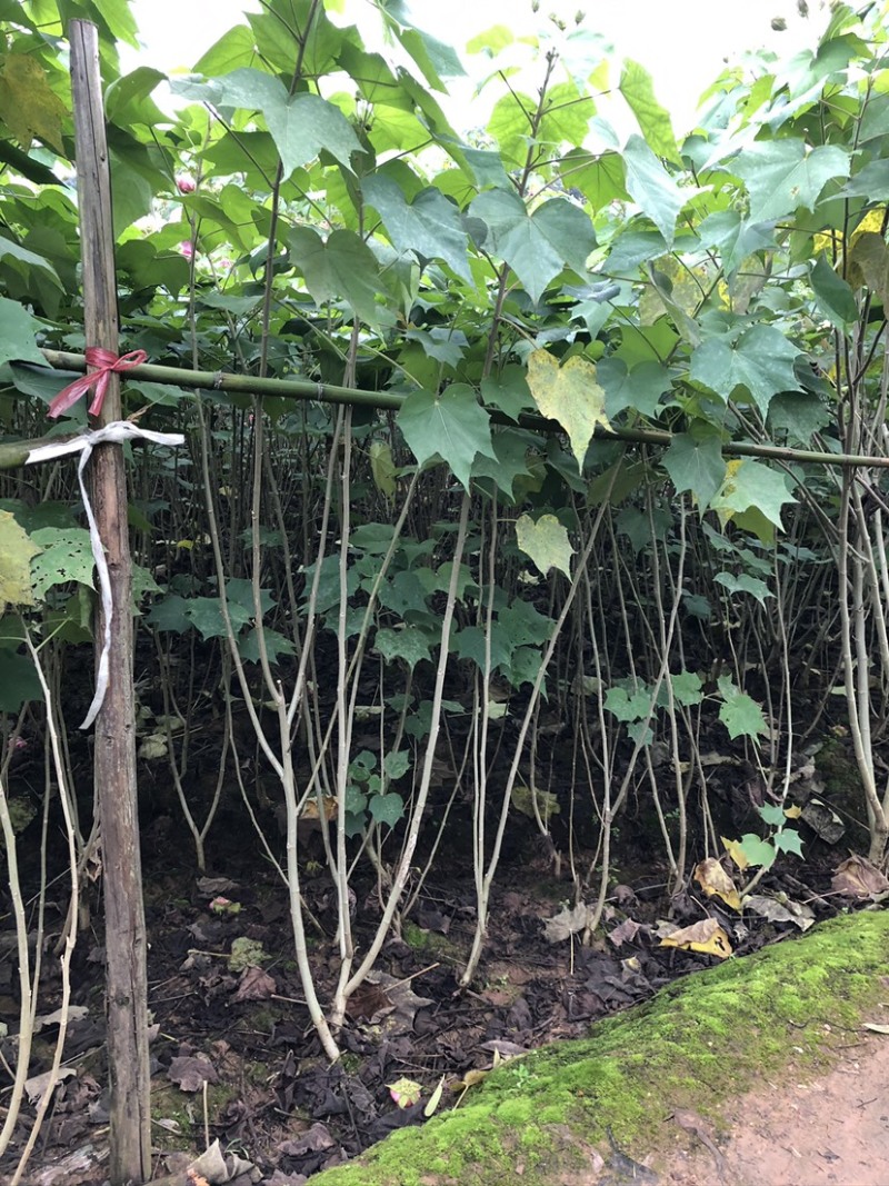 木芙蓉🌺木芙蓉🌺自销自销客户至上↑↑↑↑↑