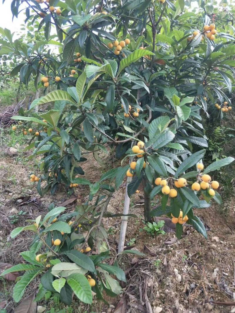 鲜甜多汁的白枇杷红枇杷自家高山果园基地现摘