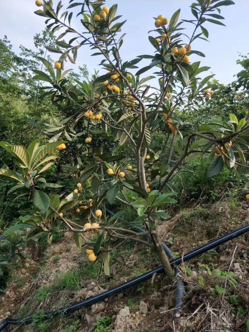 鲜甜多汁的白枇杷红枇杷自家高山果园基地现摘