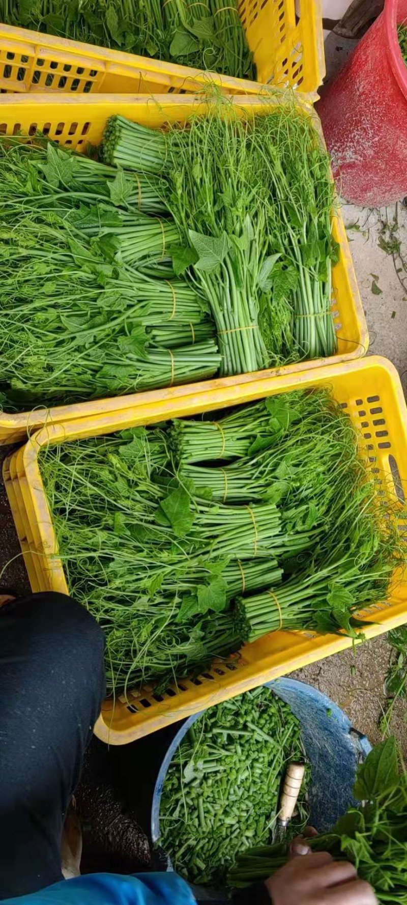 【精品货源】佛手瓜苗龙须菜保质保量直发全国