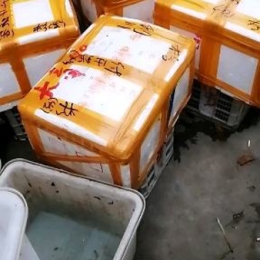 清水龙虾！低板干净！肉质细腻！饱满！味道美！欢迎来电！