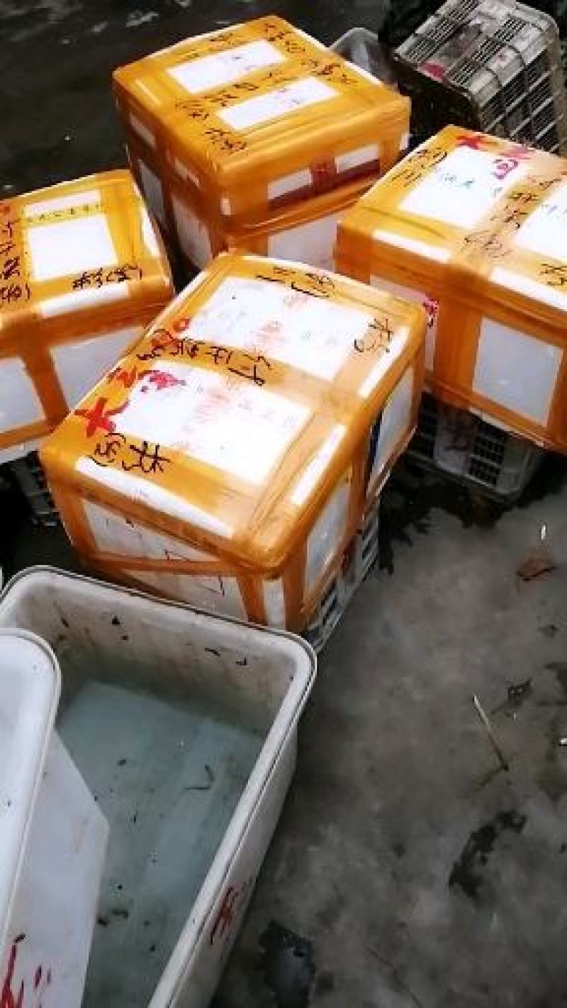 清水龙虾！低板干净！肉质细腻！饱满！味道美！欢迎来电！