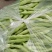 青岛平度精品芸豆大量上市中
