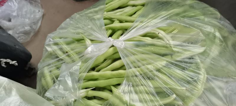 青岛平度精品芸豆大量上市中