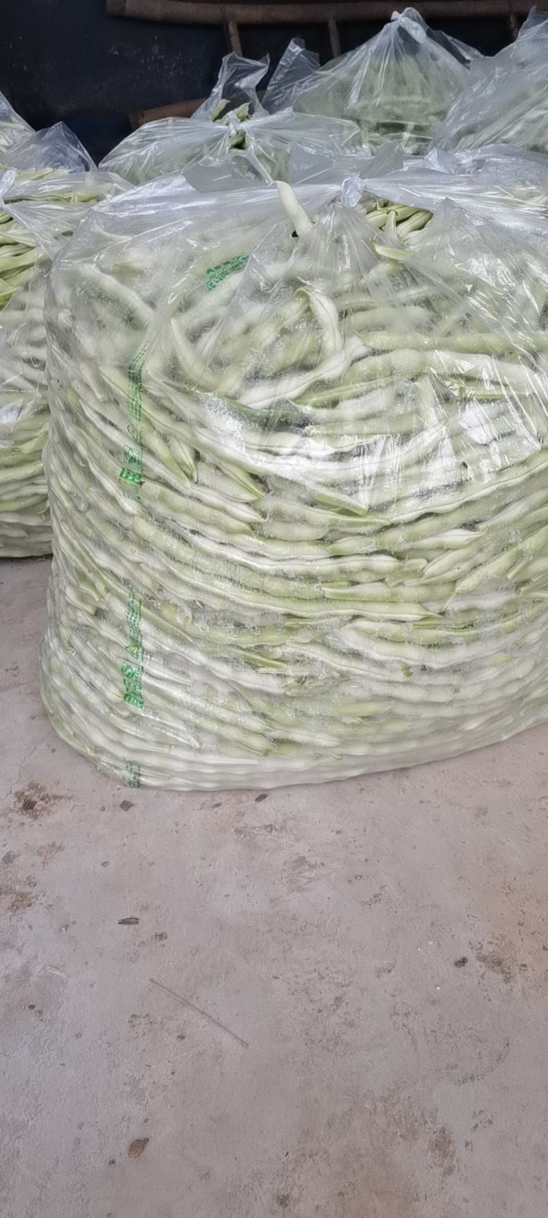 青岛平度精品芸豆大量上市中