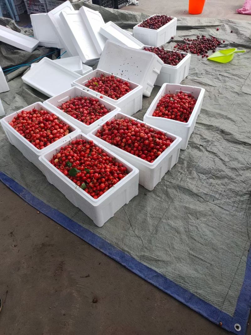 陆地大樱桃大量供应品种齐全，