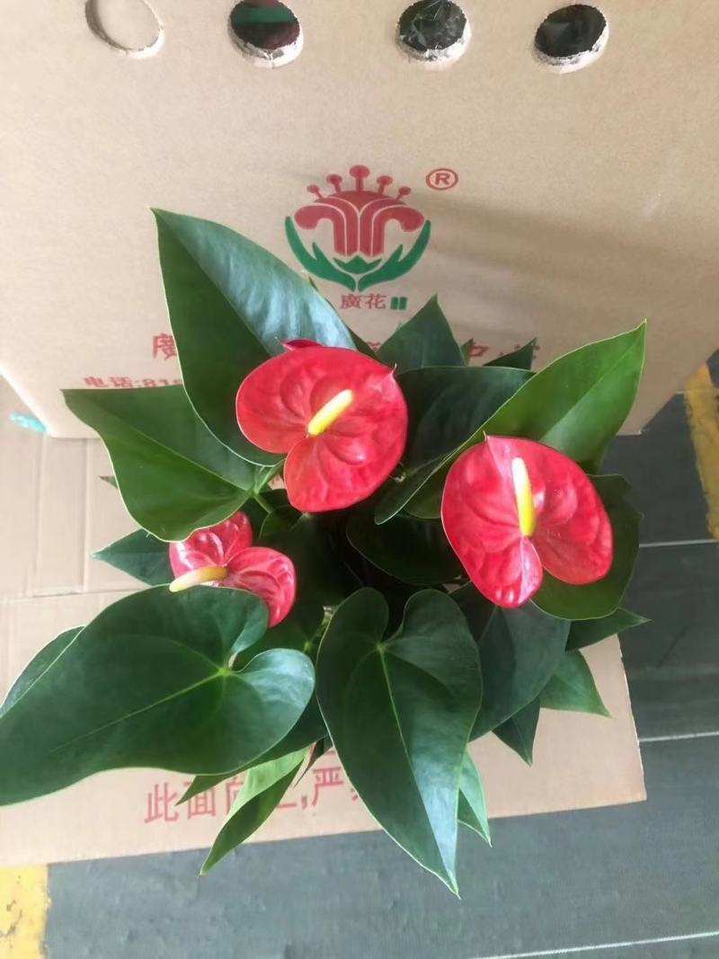 欧石竹，白皮松，各种花卉苗木大量欧石竹基地自产自销