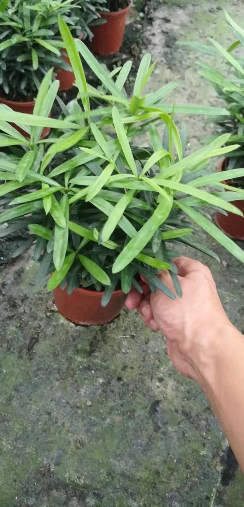 欧石竹，白皮松，各种花卉苗木大量欧石竹基地自产自销