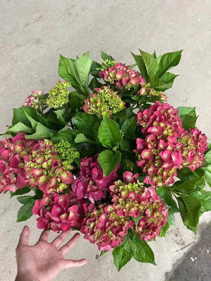 花椒苗