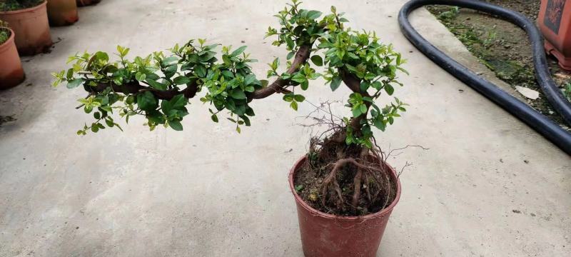 花椒苗
