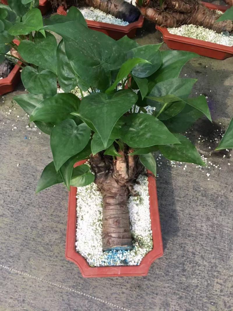 花椒苗