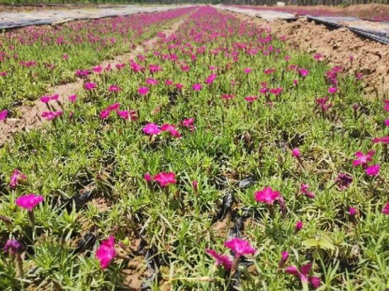 花椒苗