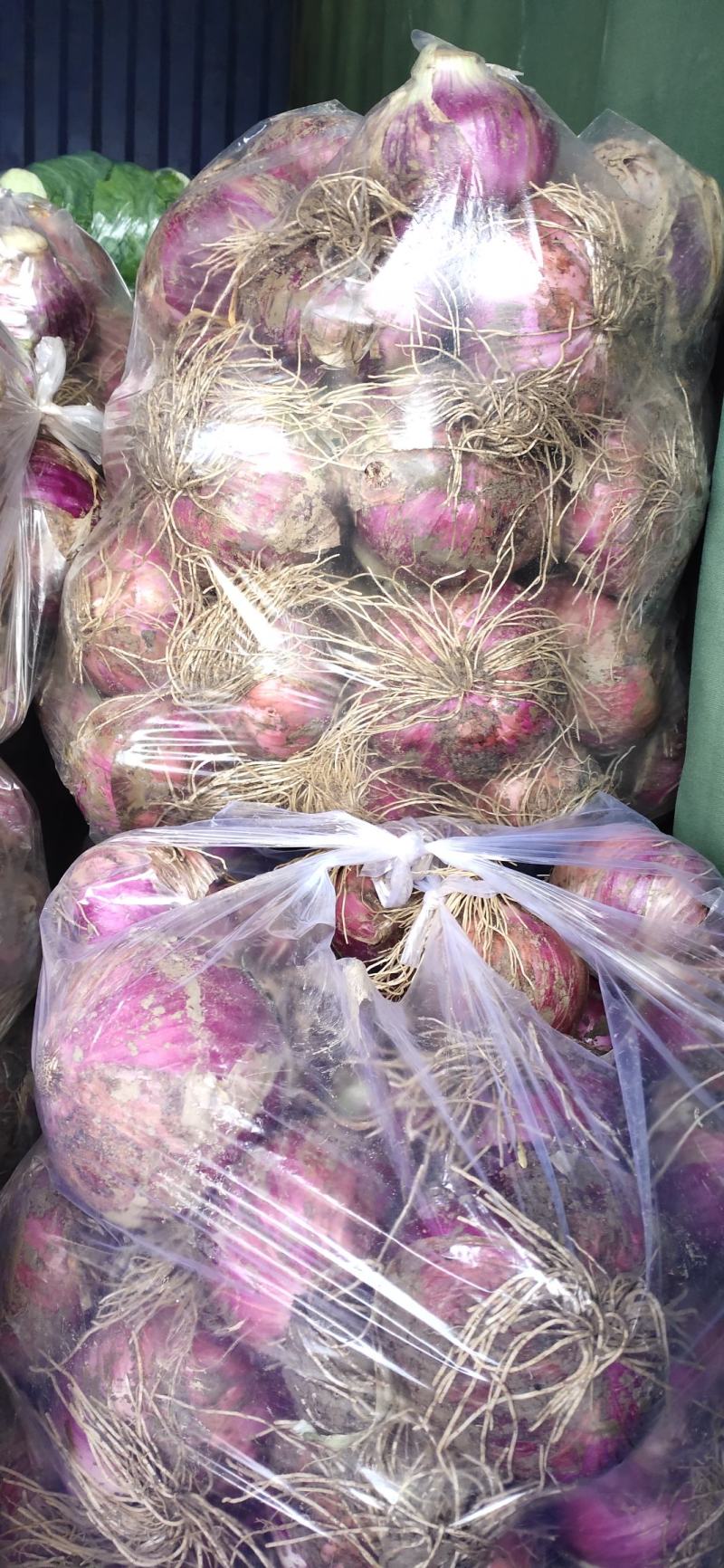 洋葱大量上市，欢迎前来选购