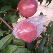 油桃，毛桃