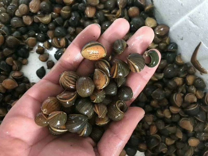 江苏水蛭苗蚂蝗水蛭幼苗技术签包回收合同一条龙服务水蛭养殖
