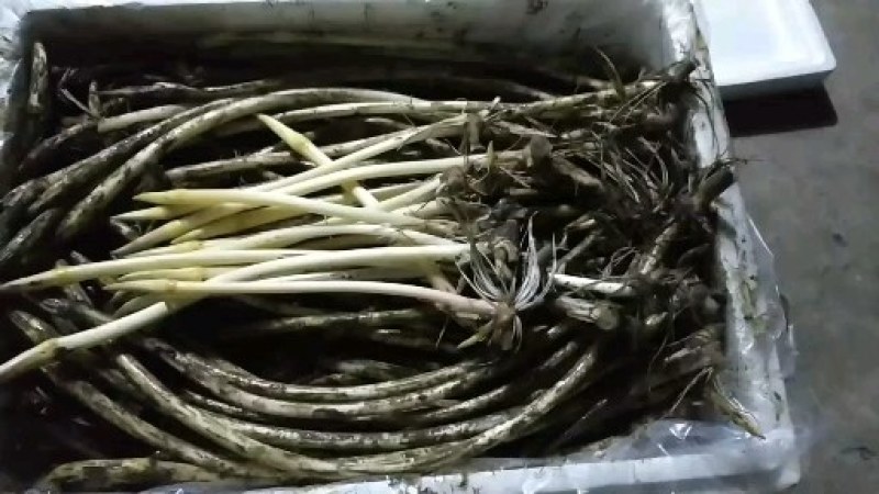 新鲜藕带