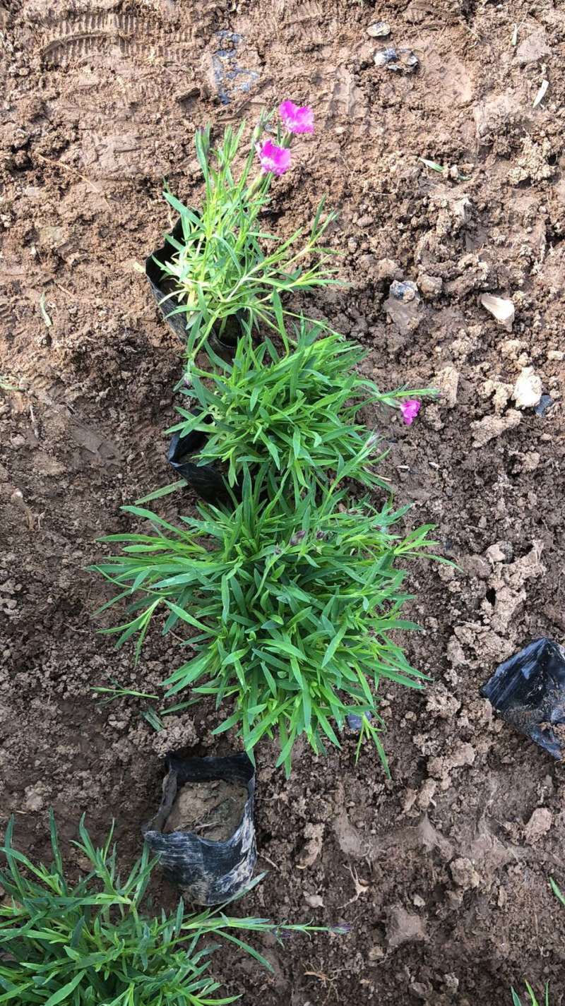 欧石竹绿化专用，大量现货，批发零售，价格实惠