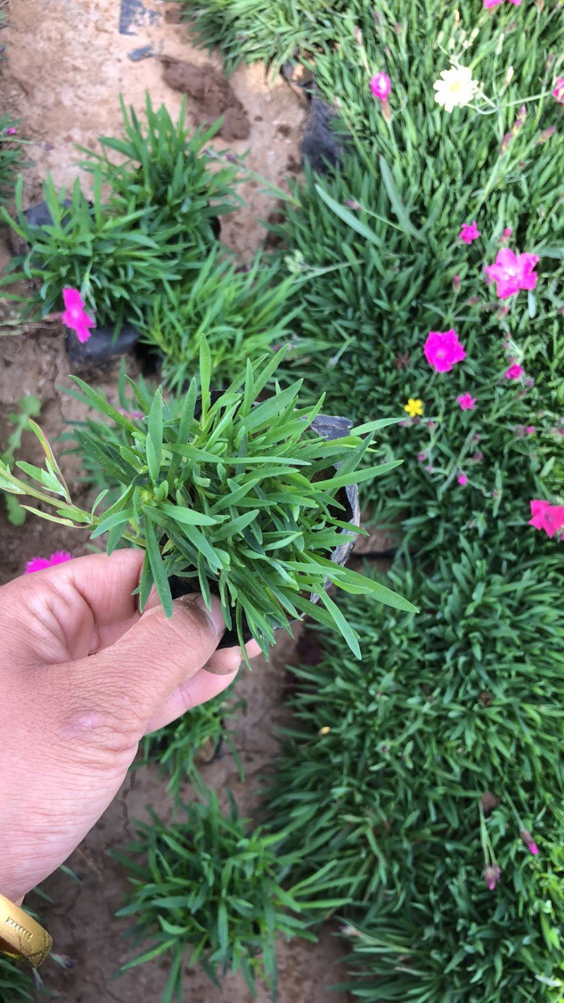欧石竹绿化专用，大量现货，批发零售，价格实惠