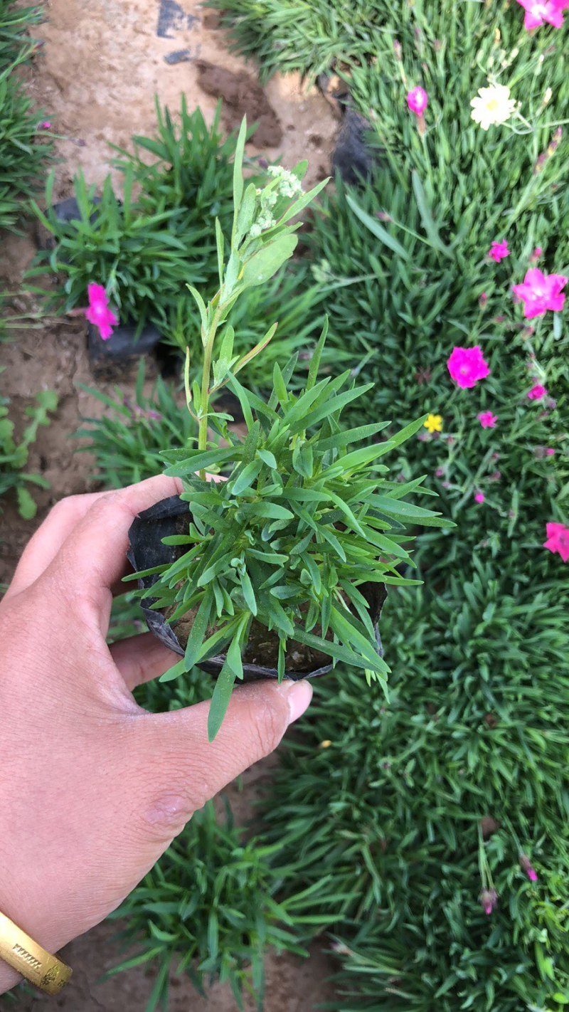 欧石竹绿化专用，大量现货，批发零售，价格实惠