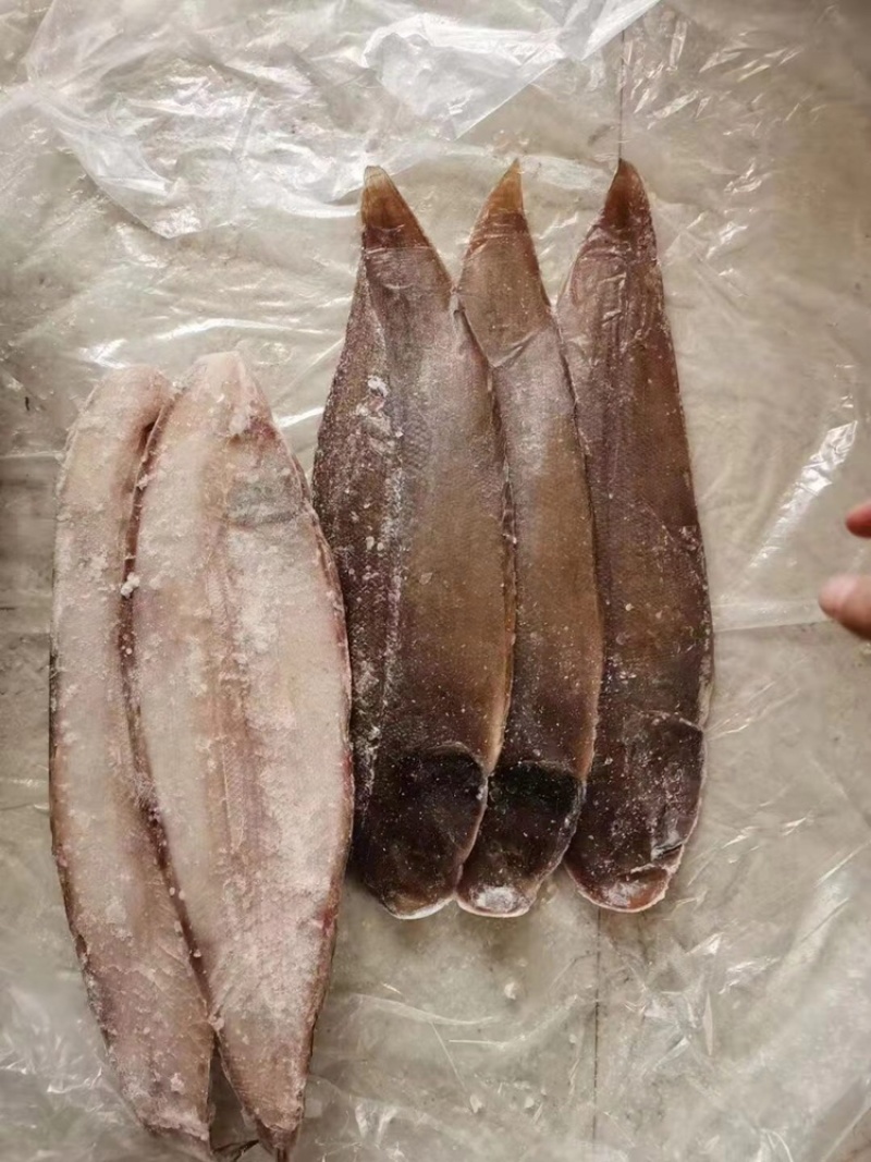 龙利鱼、舌头鱼、踏板鱼、牛舌鱼、目鱼新鲜冷冻水产