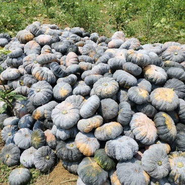 1癞可丽南瓜，基地种植直供