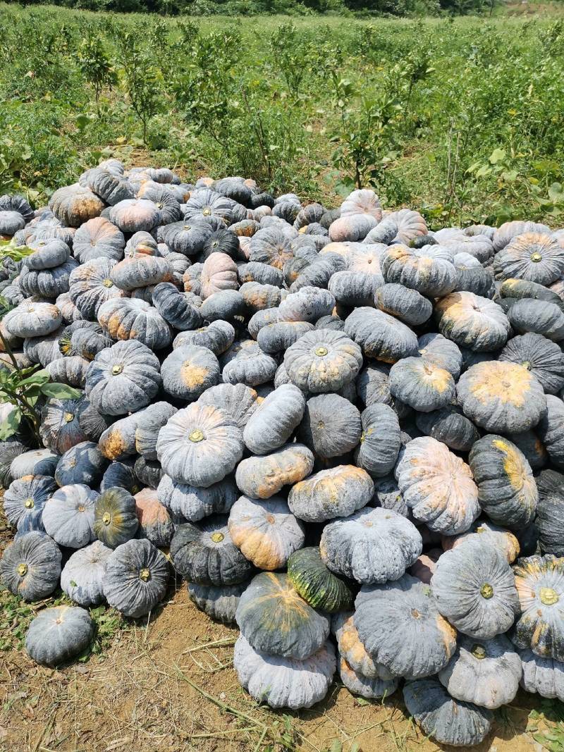1癞可丽南瓜，基地种植直供