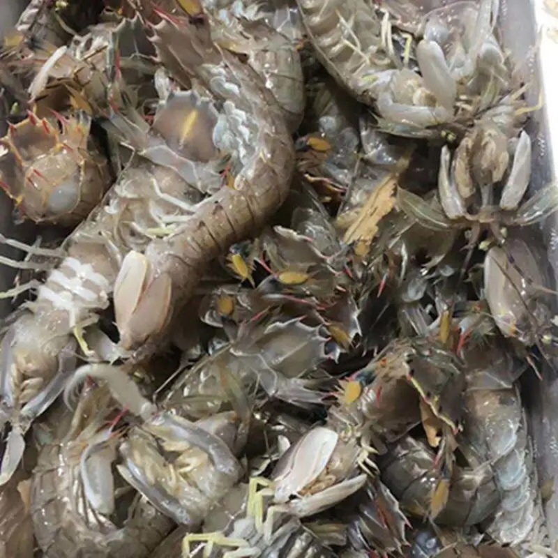 速冻皮皮虾皮皮虾速冻皮皮虾