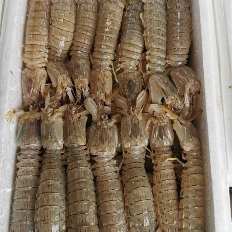 速冻皮皮虾皮皮虾速冻皮皮虾