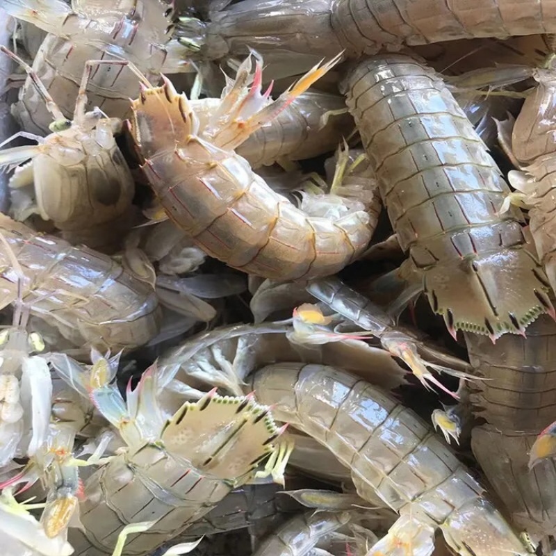 速冻皮皮虾皮皮虾速冻皮皮虾
