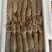 速冻皮皮虾皮皮虾速冻皮皮虾