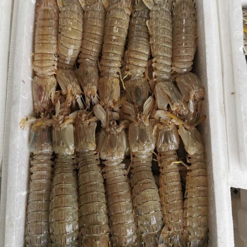 速冻皮皮虾皮皮虾速冻皮皮虾