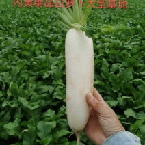 白萝卜