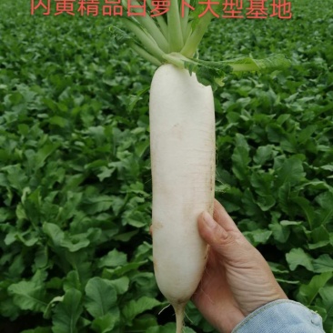 白萝卜