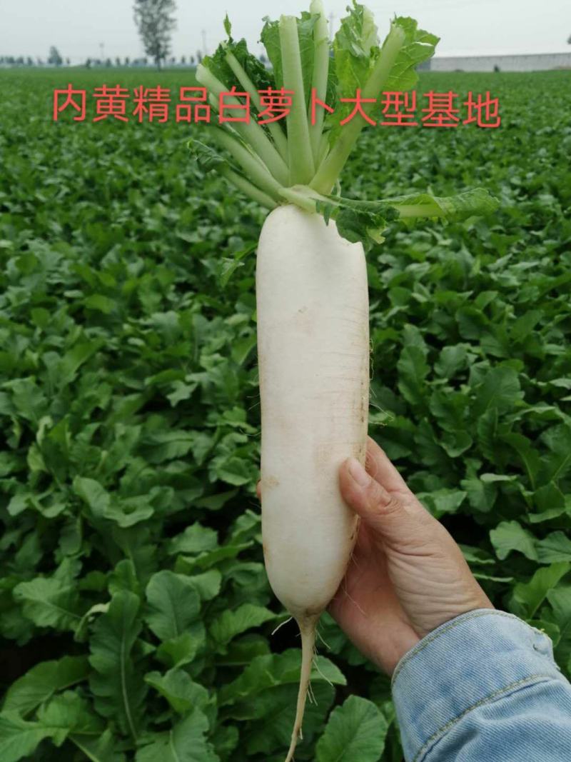 白萝卜
