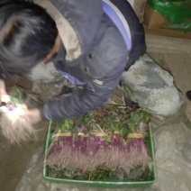 北方辽宁鞍山海城红薯苗基地直销质量优价公道