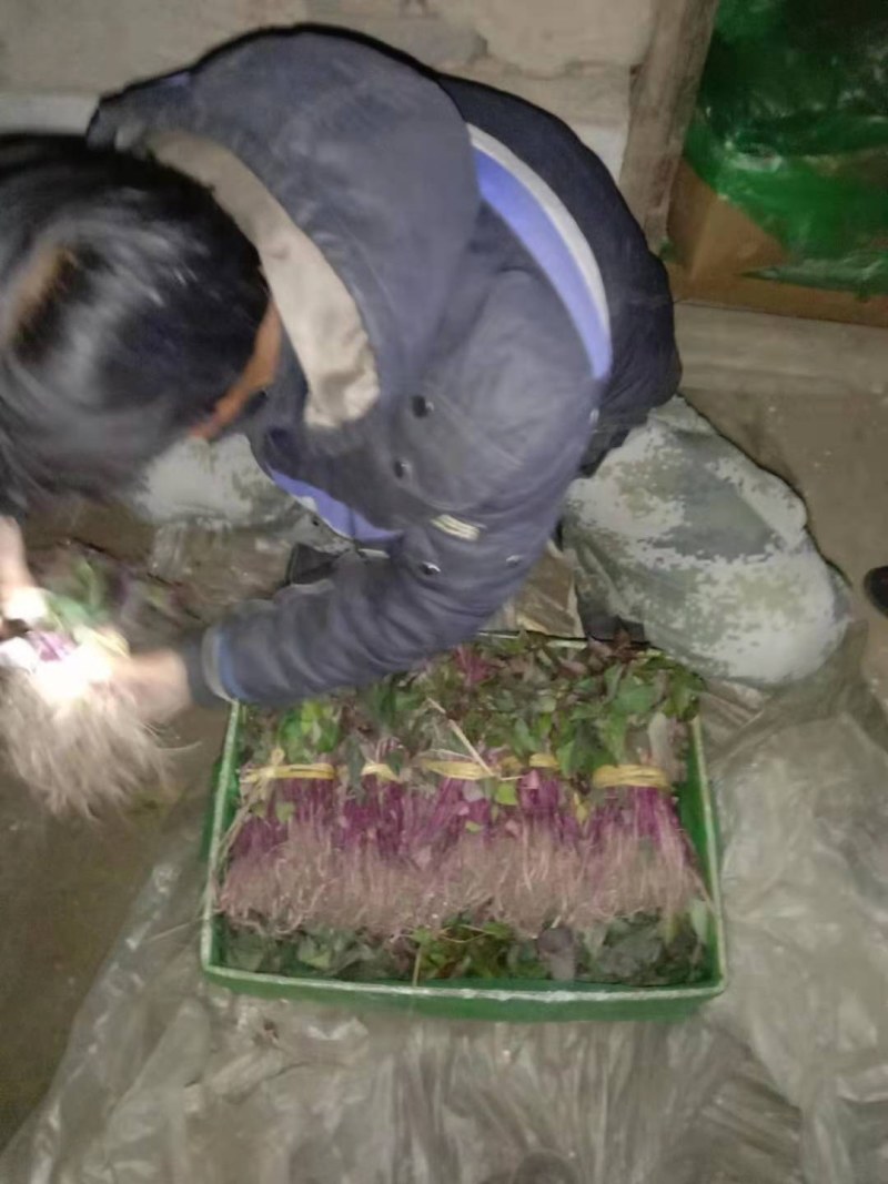 北方辽宁鞍山海城红薯苗基地直销质量优价公道