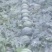 万亩大棚西瓜大量上市熟度好皮毛漂亮甜度高八斤打底